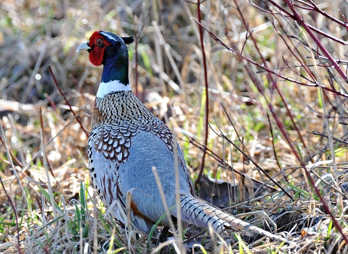 Ring-necked Pheasant - Donald Gorham