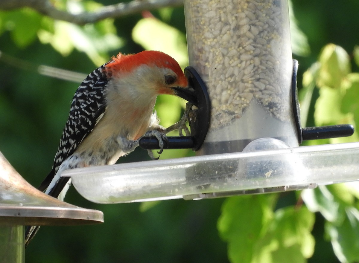 Red-bellied Woodpecker - ML153809351
