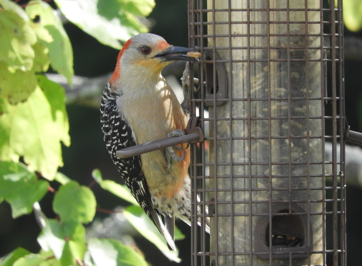 Red-bellied Woodpecker - ML153809371