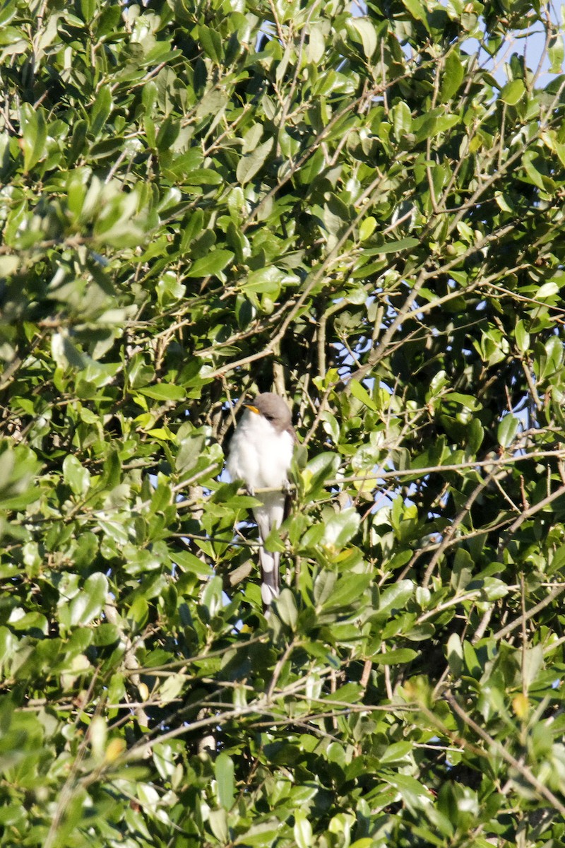 Yellow-billed Cuckoo - Connie Guillory
