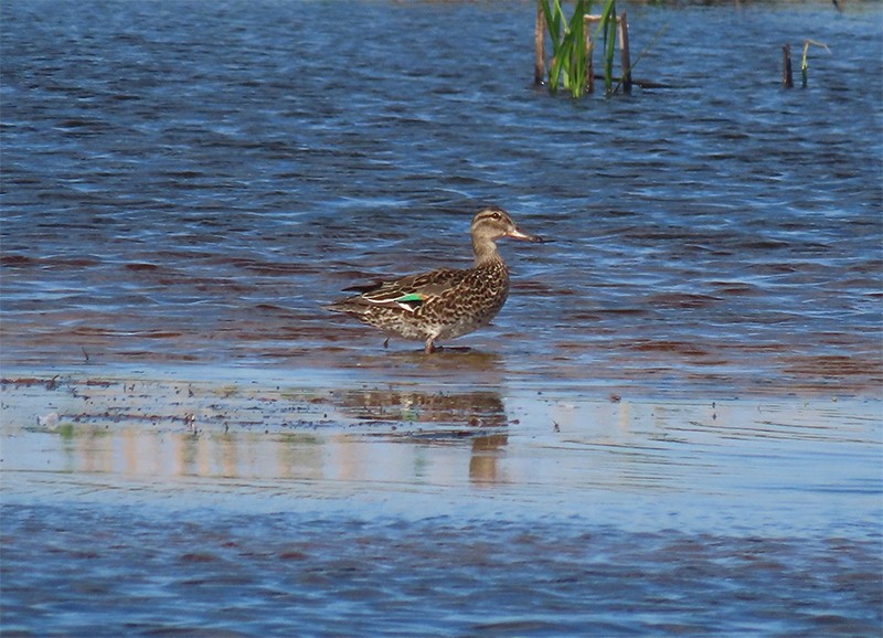 Green-winged Teal - ML153810691