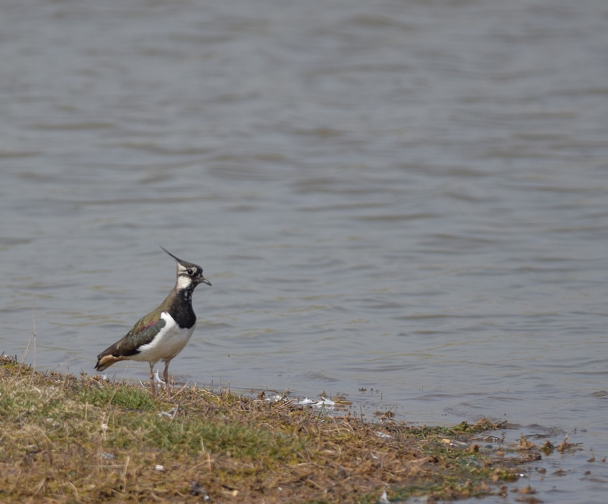 Northern Lapwing - Bethan Clyne