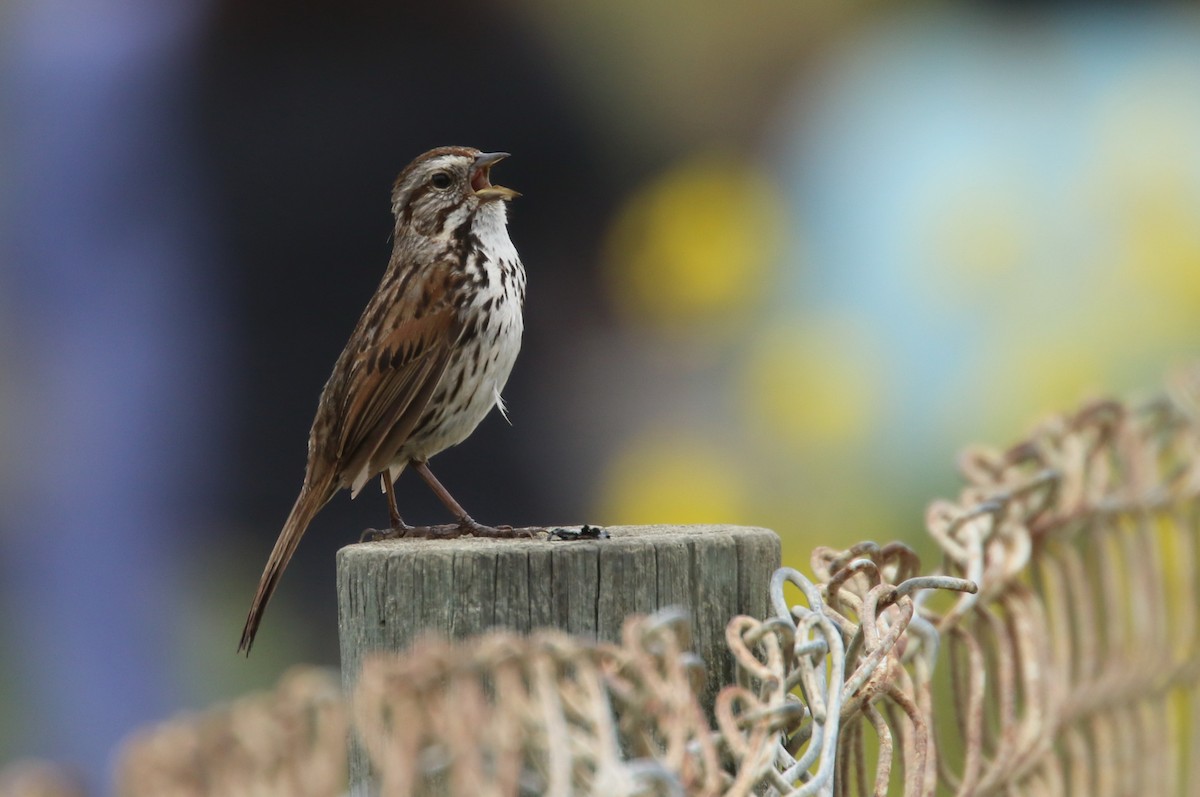 Song Sparrow - Hendrik Swanepoel