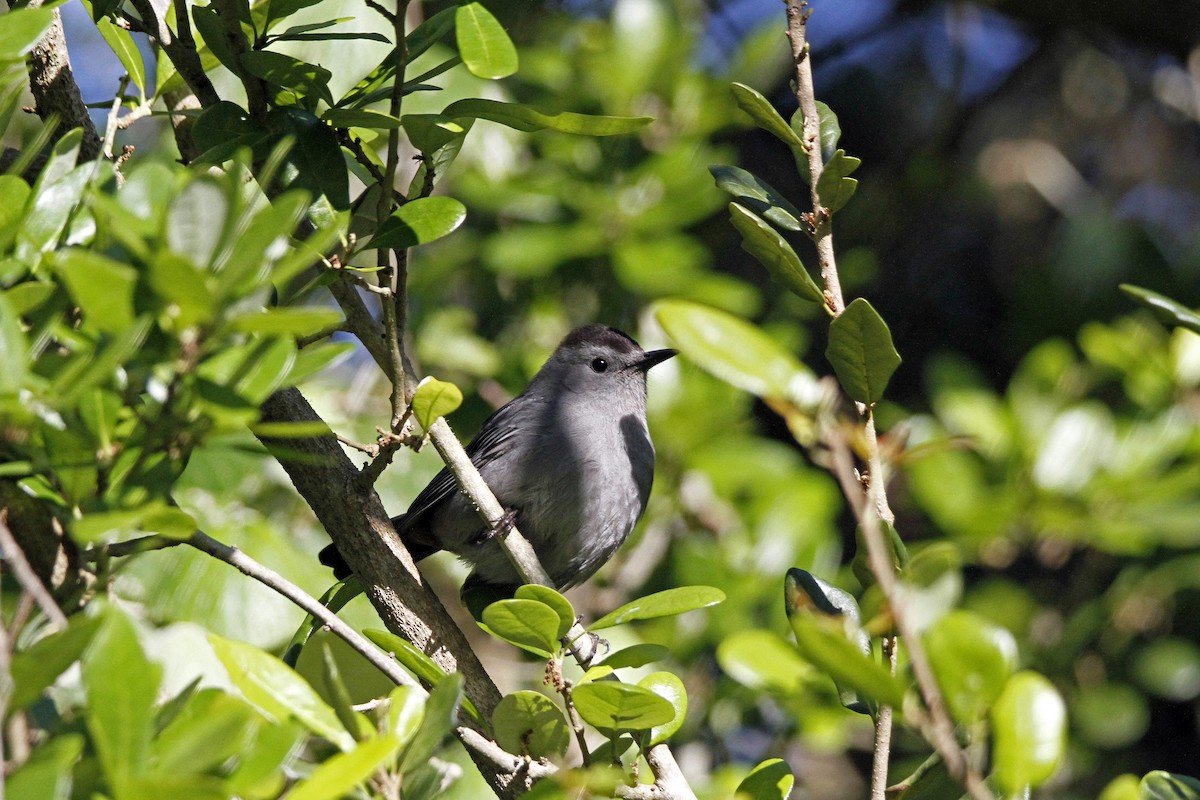 Gray Catbird - Connie Guillory