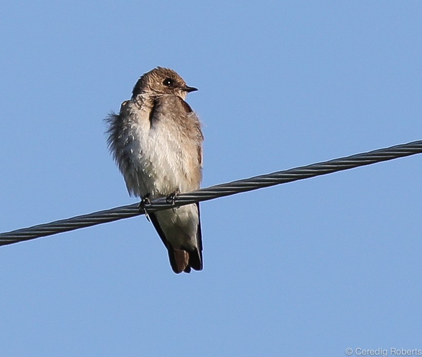 Northern Rough-winged Swallow - Ceredig  Roberts