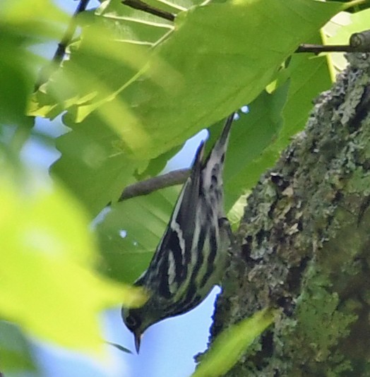 Black-and-white Warbler - ML153812931
