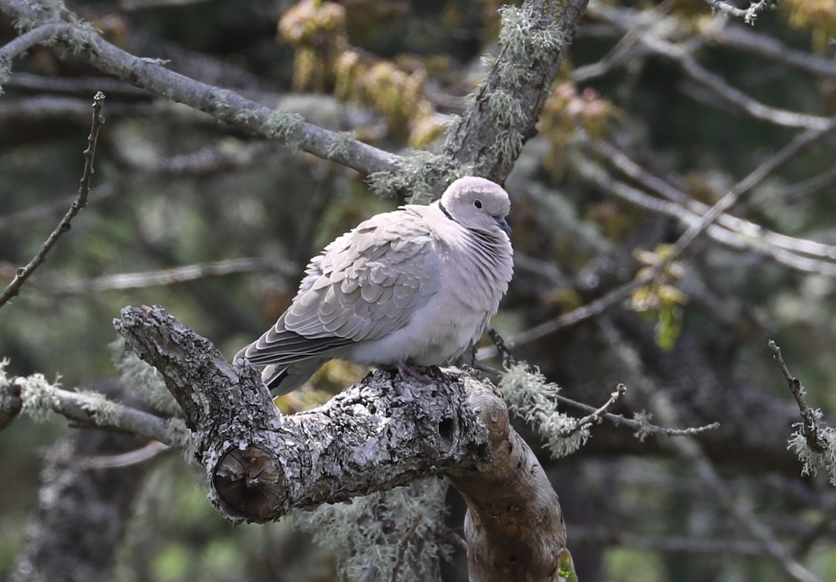 Eurasian Collared-Dove - ML153813161