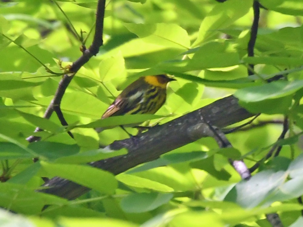 Cape May Warbler - ML153813651