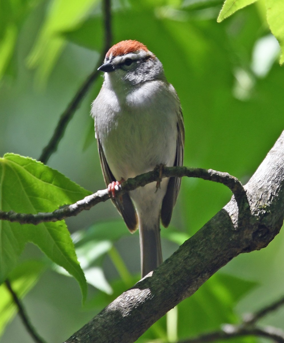 Chipping Sparrow - ML153813911
