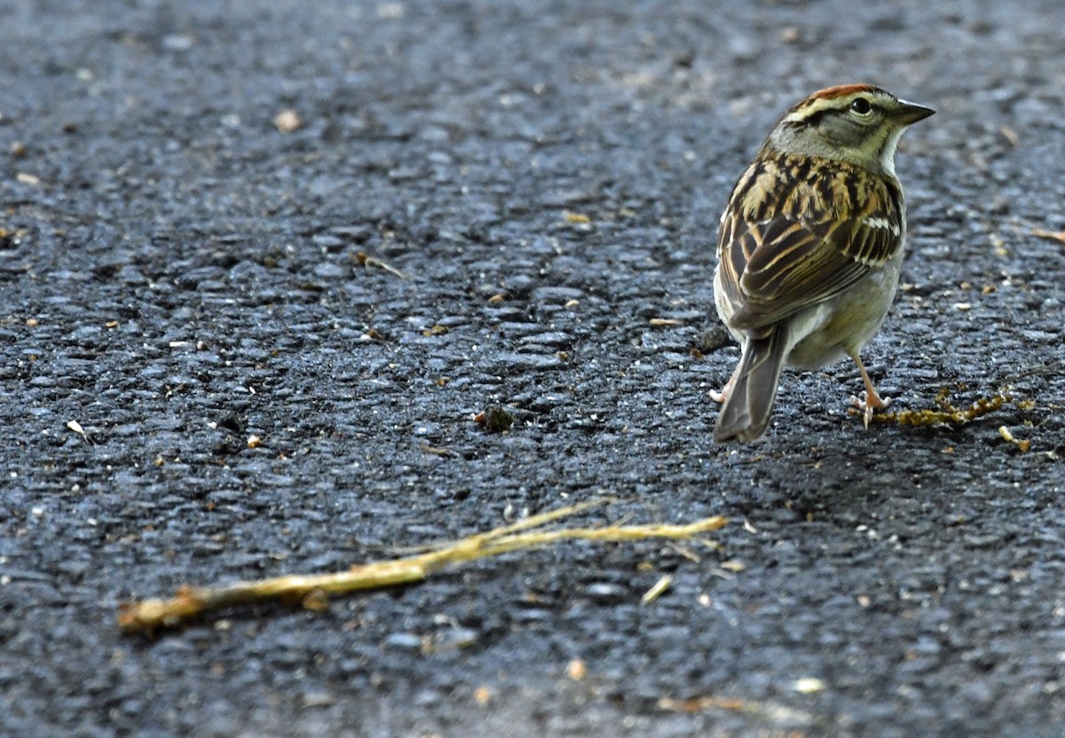 Chipping Sparrow - ML153813921