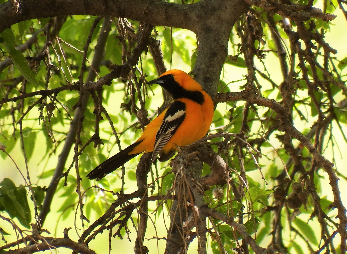 Hooded Oriole - Michael Welch