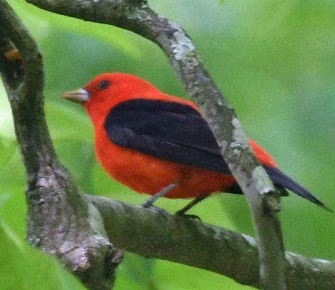 Scarlet Tanager - ML153814371