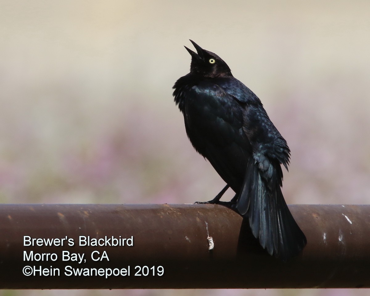 Brewer's Blackbird - Hendrik Swanepoel