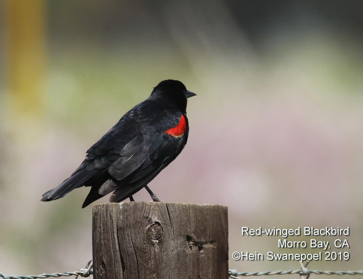 Red-winged Blackbird - ML153814961