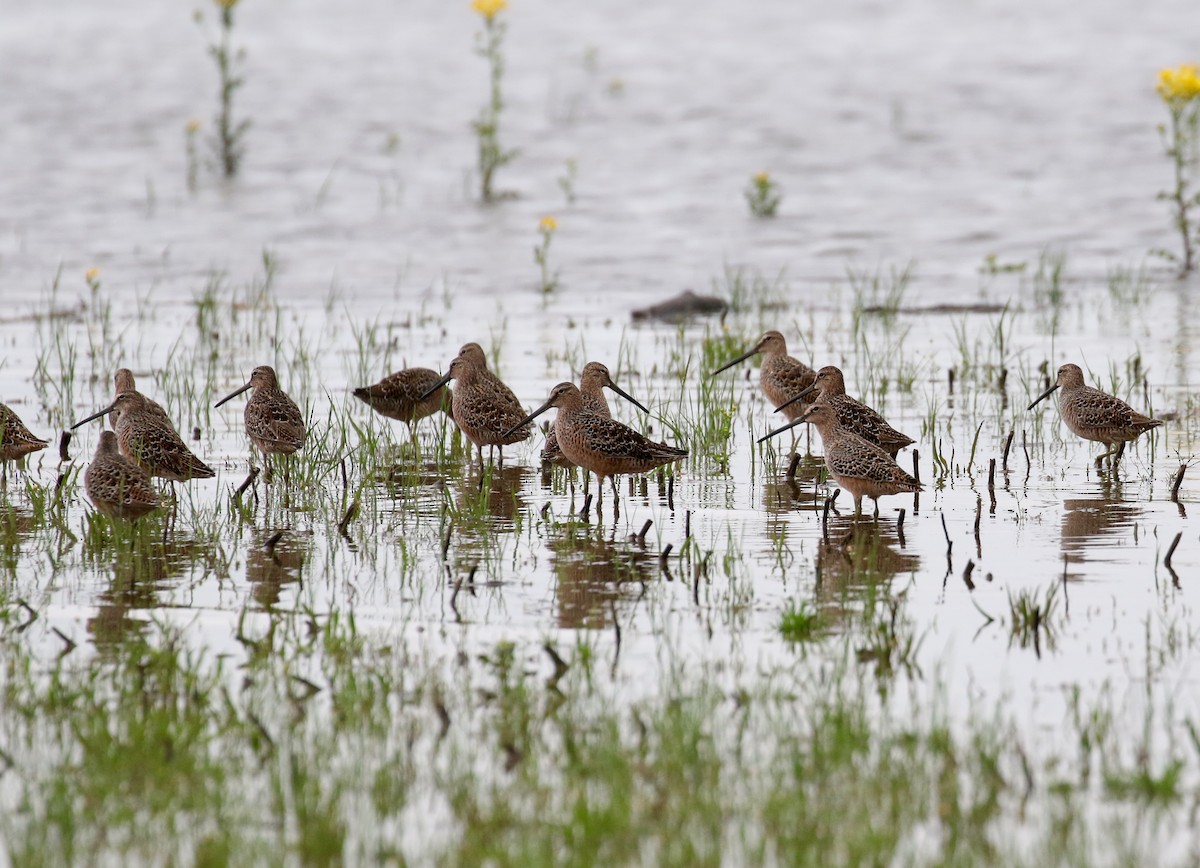 Long-billed Dowitcher - Victor Stoll