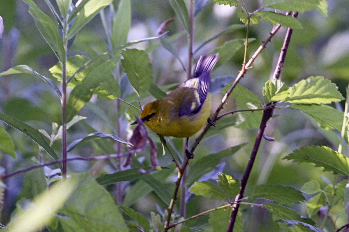 Blue-winged Warbler - Connie Guillory