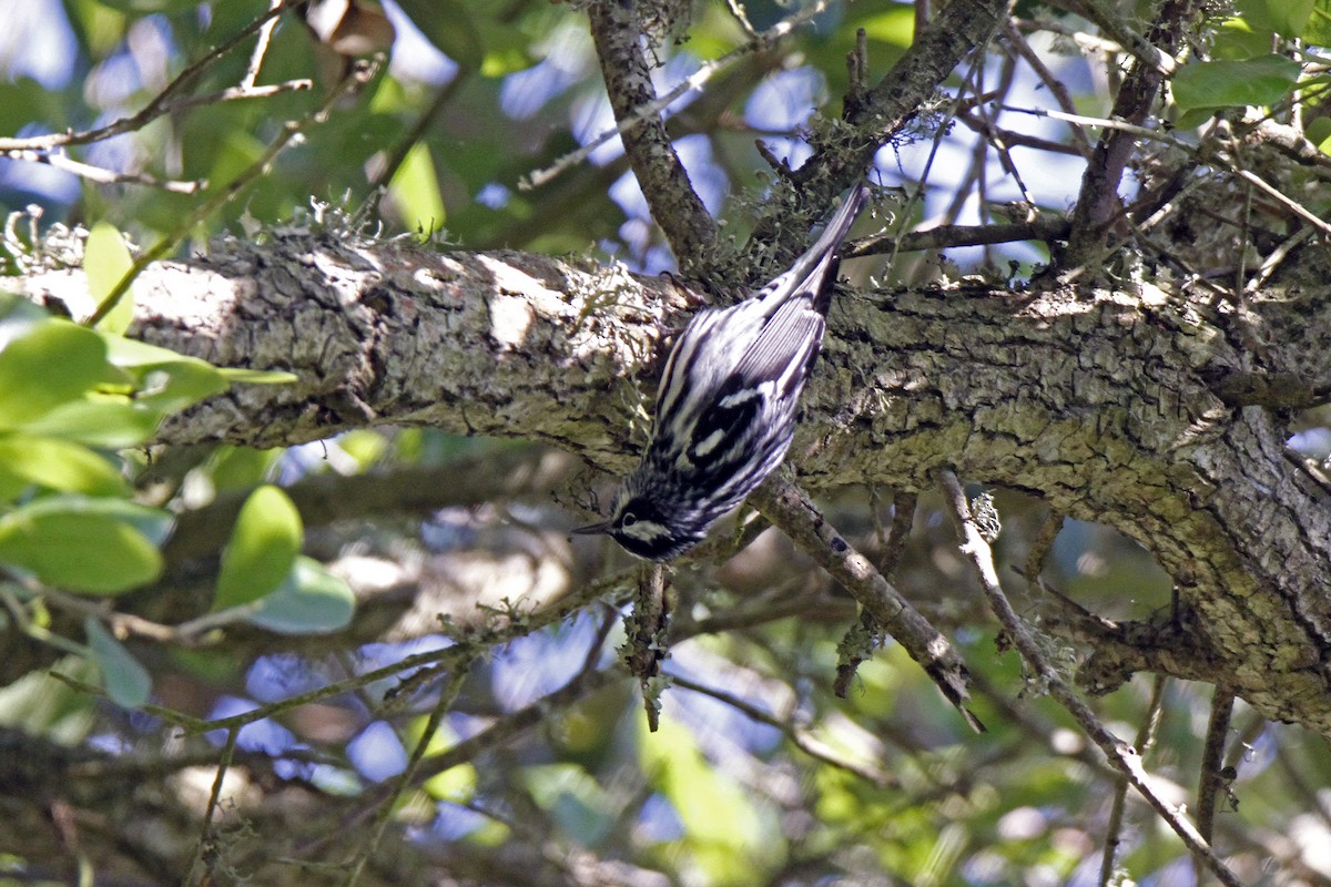 Black-and-white Warbler - Connie Guillory
