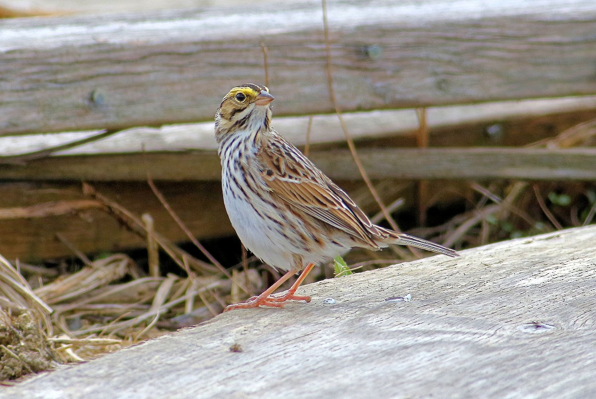 Savannah Sparrow - ML153816321