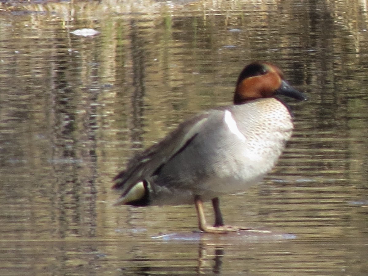 Green-winged Teal - ML153816661