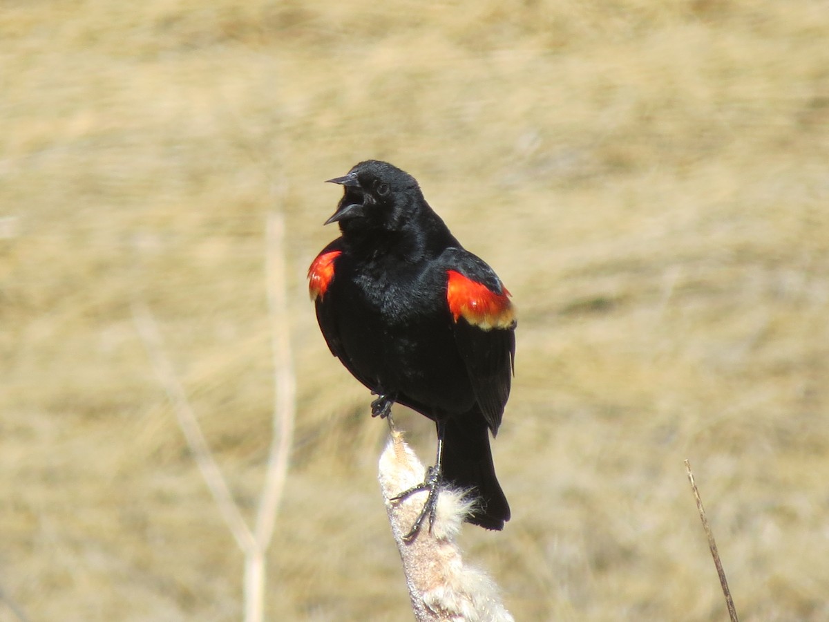 Red-winged Blackbird - ML153817951