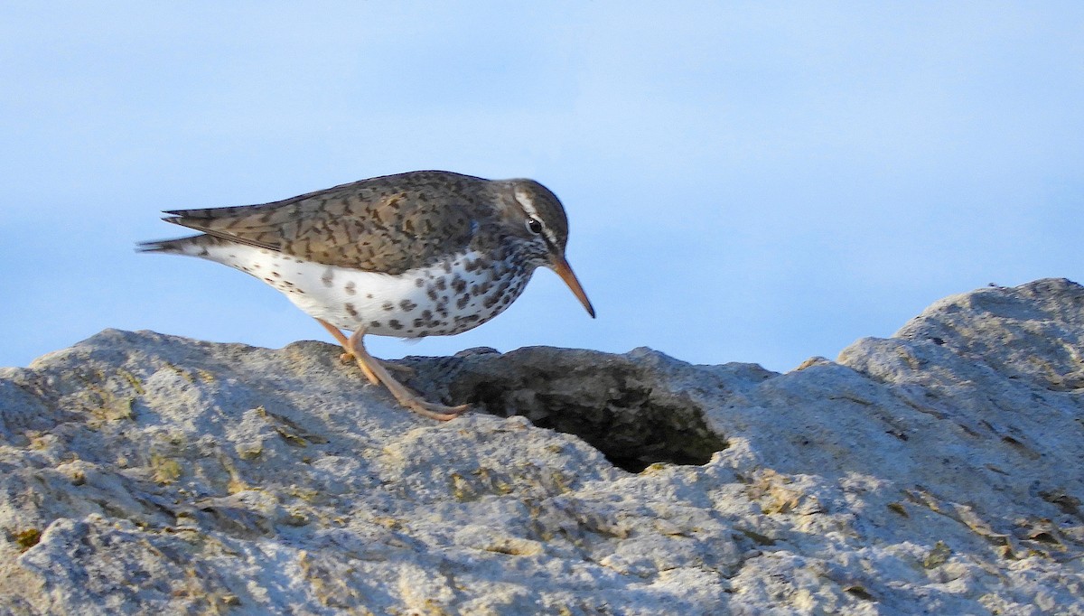 Spotted Sandpiper - Dianne Croteau- Richard Brault