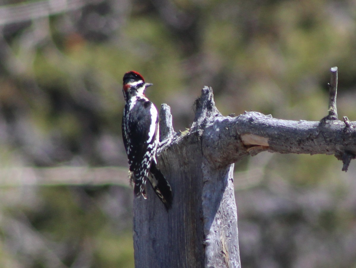 Red-naped Sapsucker - Barry Kinch
