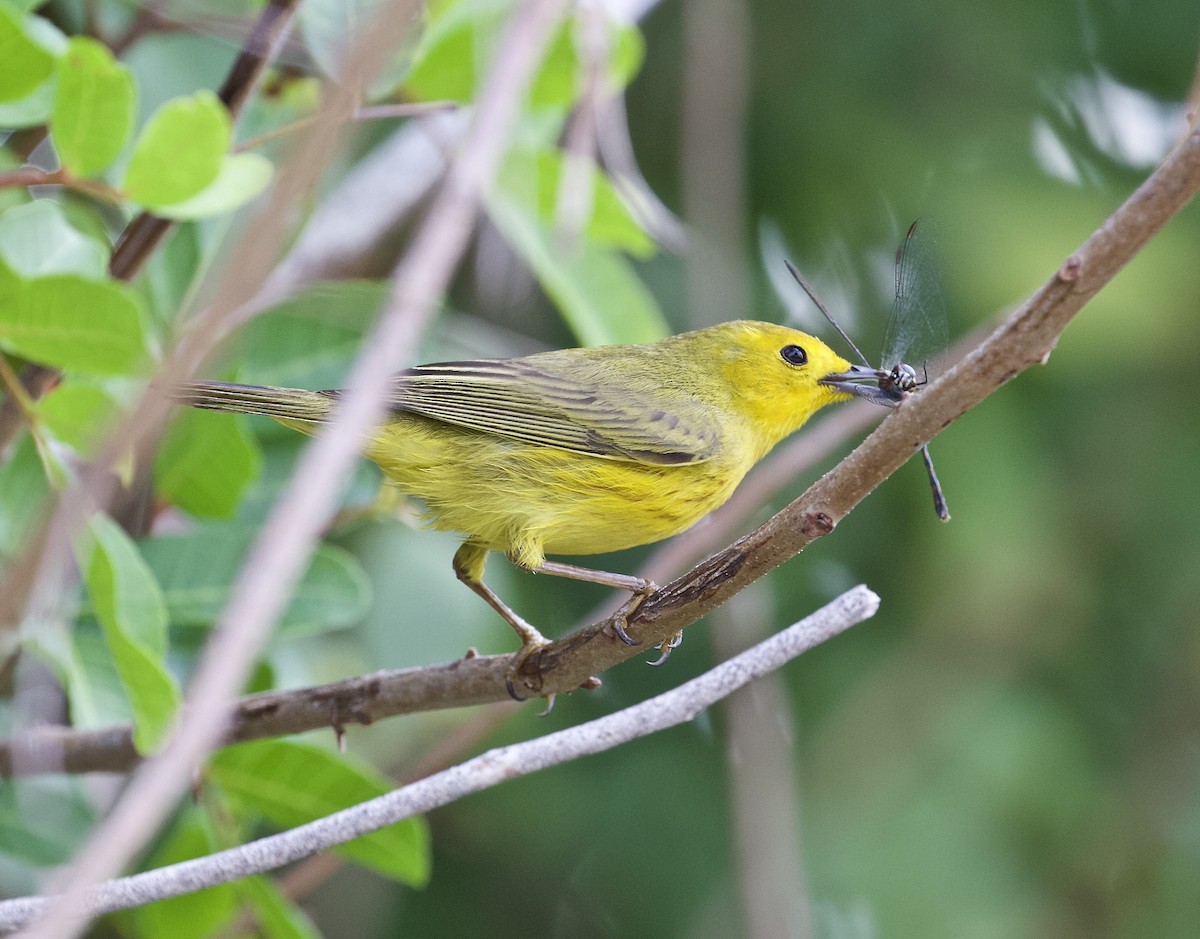 Yellow Warbler (Golden) - Holly Merker