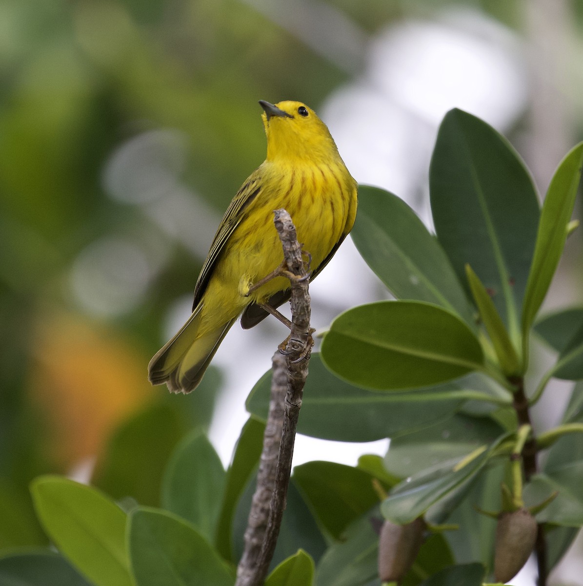 Yellow Warbler (Golden) - Holly Merker