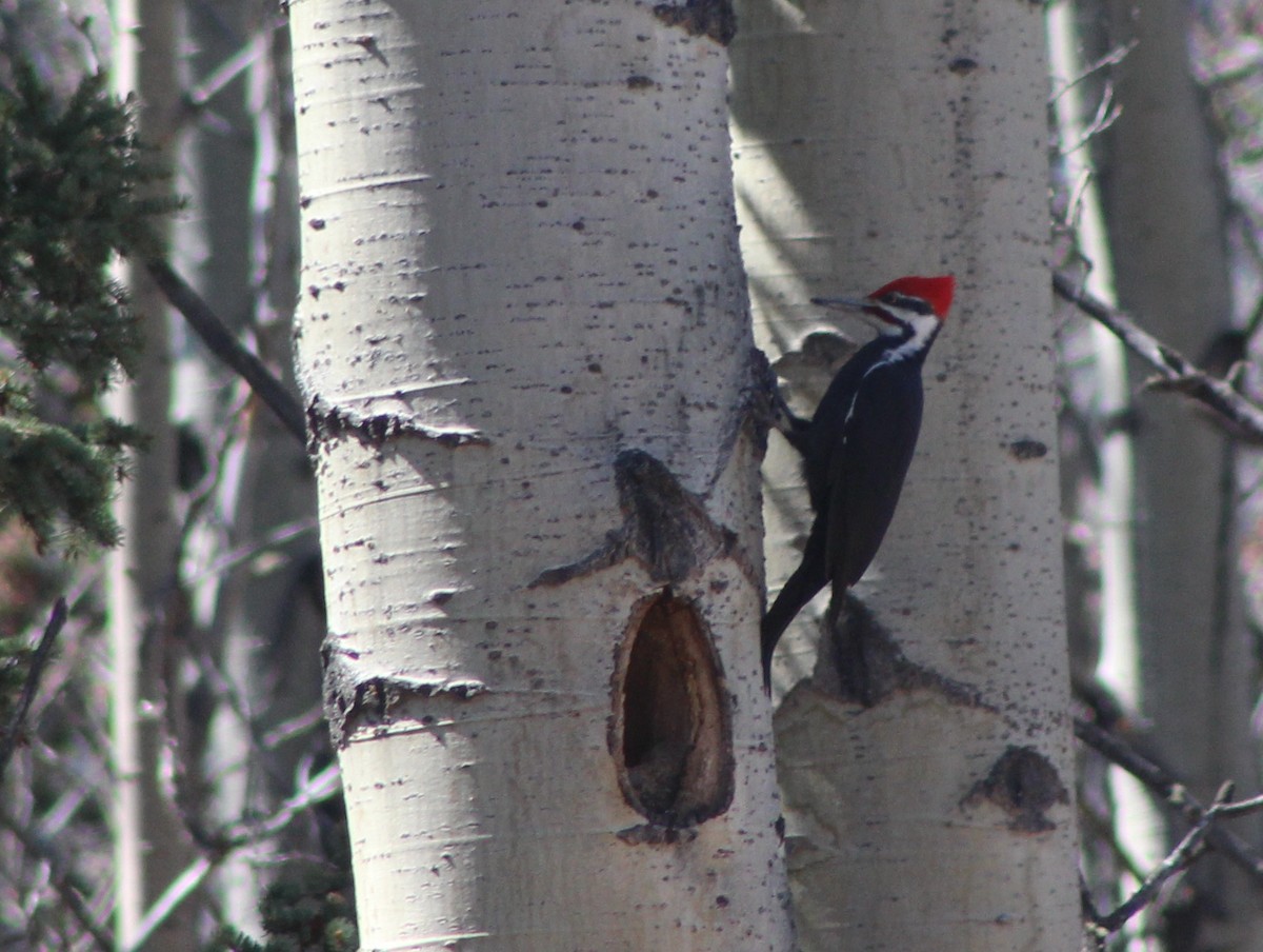 Pileated Woodpecker - Barry Kinch