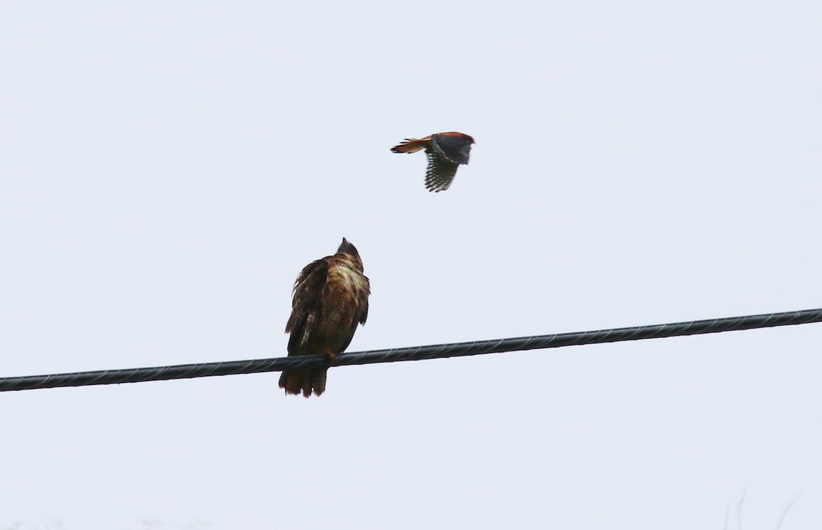 Red-tailed Hawk - ML153819311