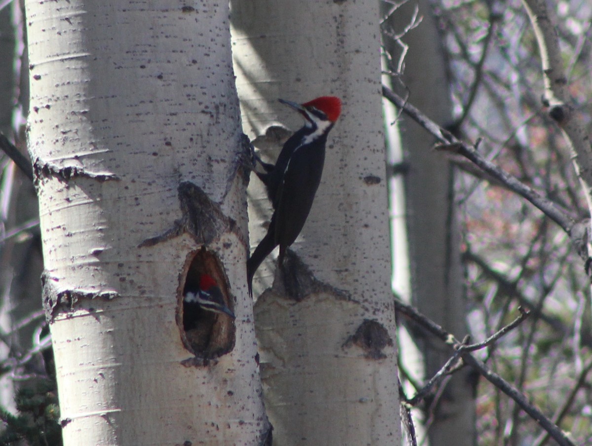 Pileated Woodpecker - Barry Kinch
