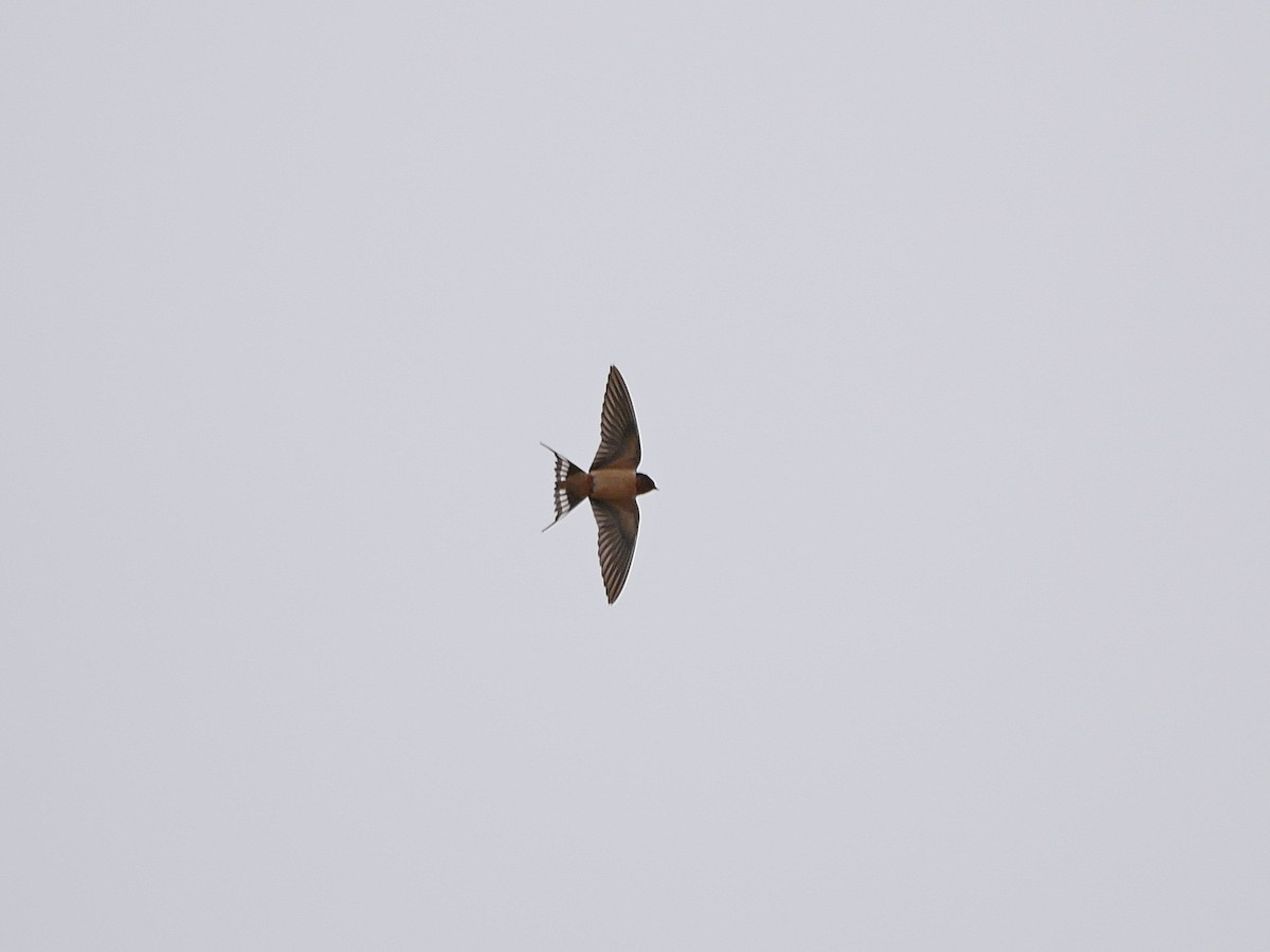 Barn Swallow - Rob Edsall