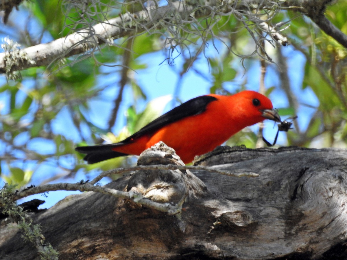 Scarlet Tanager - Michael Musumeche