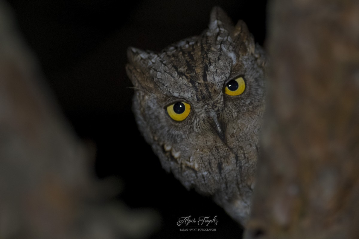 Eurasian Scops-Owl - ML153821361