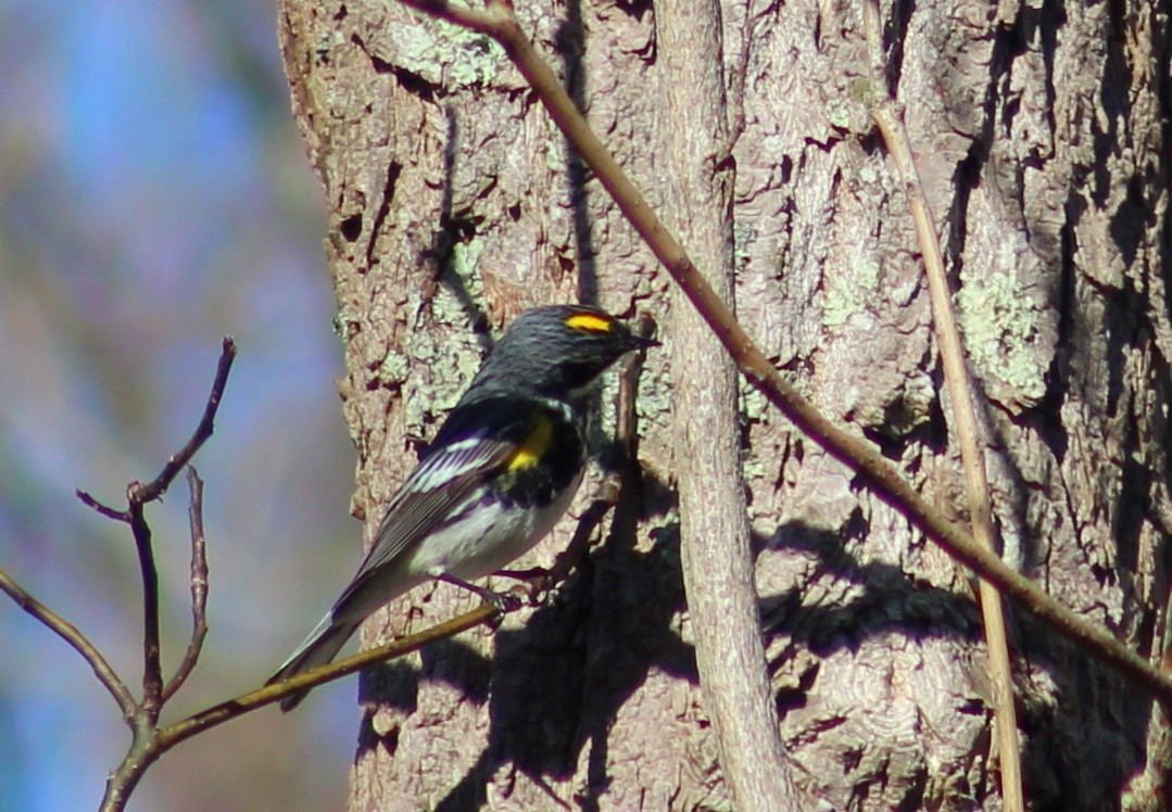 Yellow-rumped Warbler (Myrtle) - Lily Morello