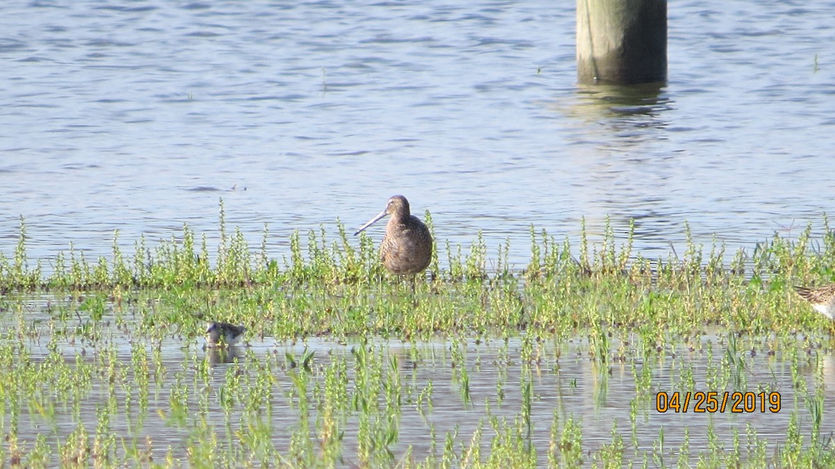 Long-billed Dowitcher - ML153821991