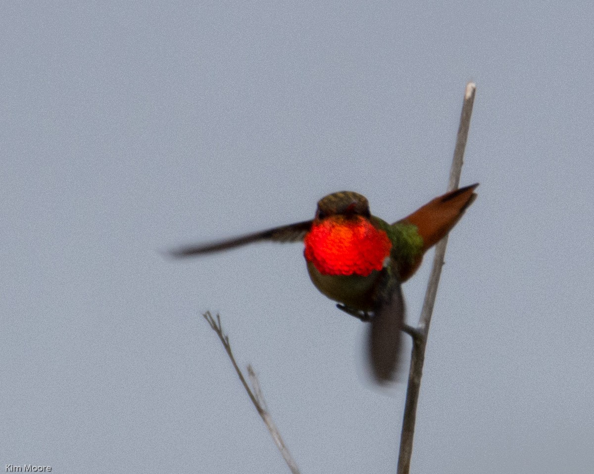 Allen's Hummingbird - ML153822191