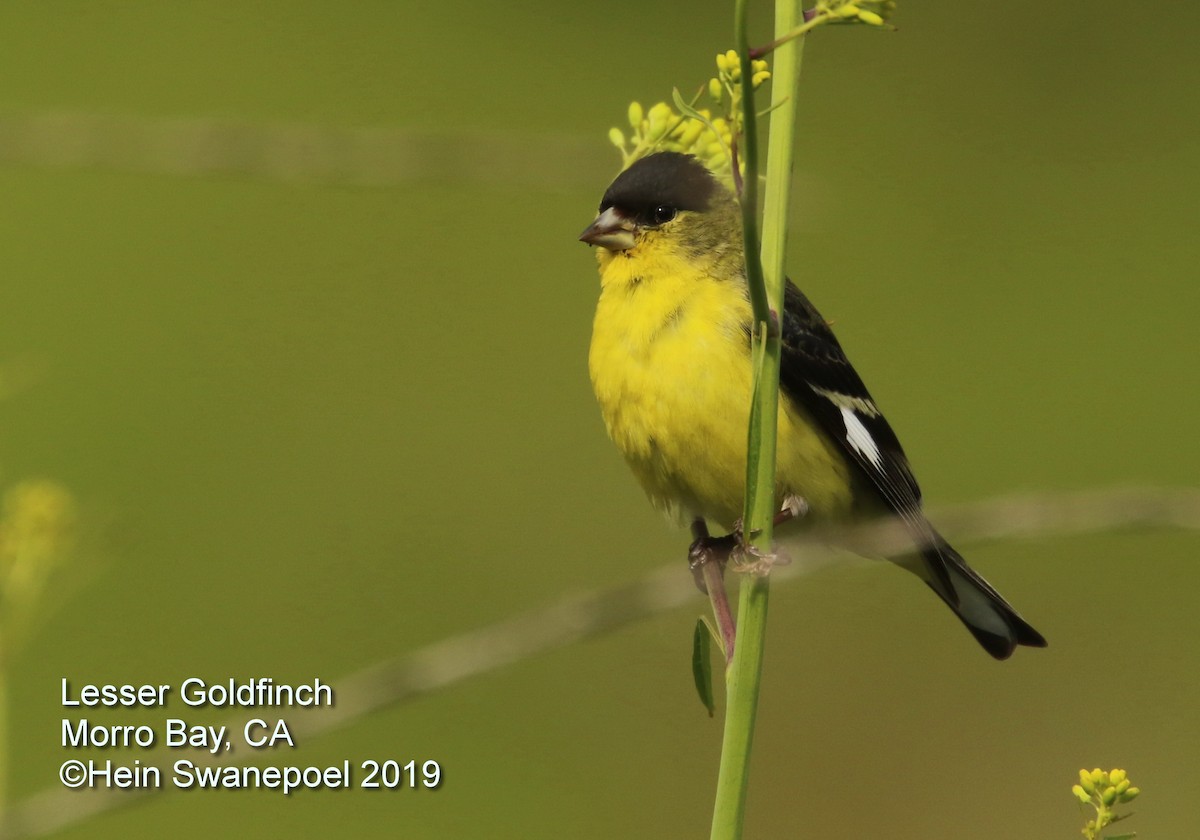 Lesser Goldfinch - Hendrik Swanepoel