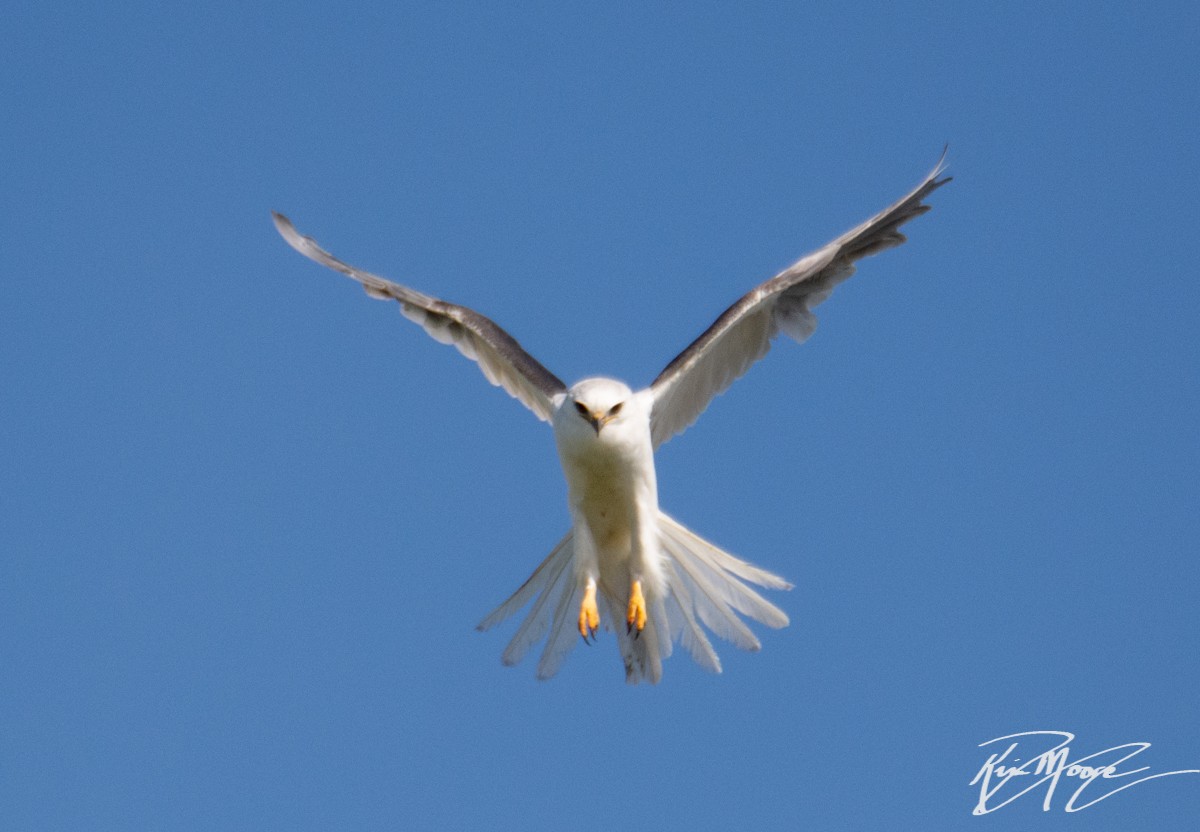 White-tailed Kite - Kim Moore