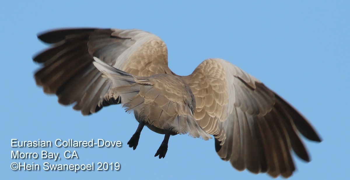 Eurasian Collared-Dove - Hendrik Swanepoel