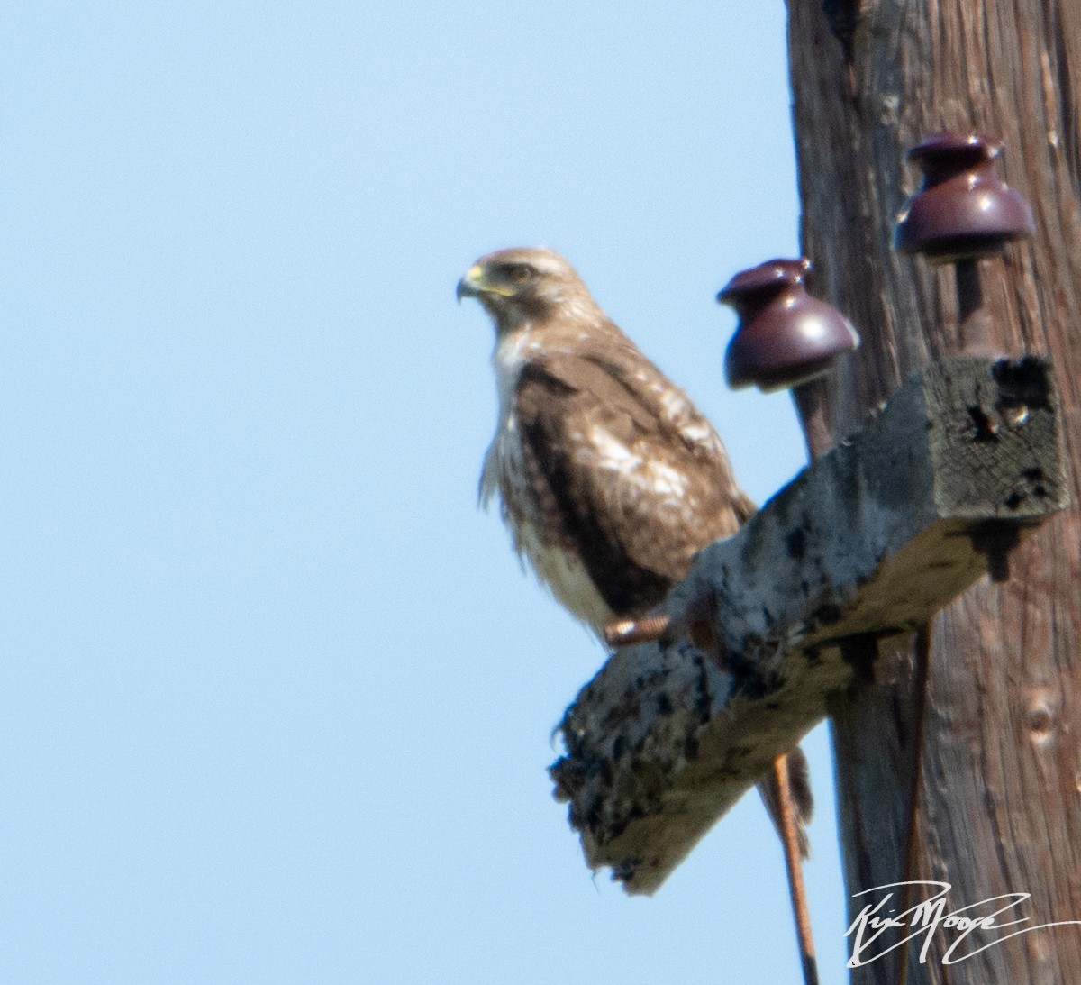 Red-tailed Hawk - ML153822691