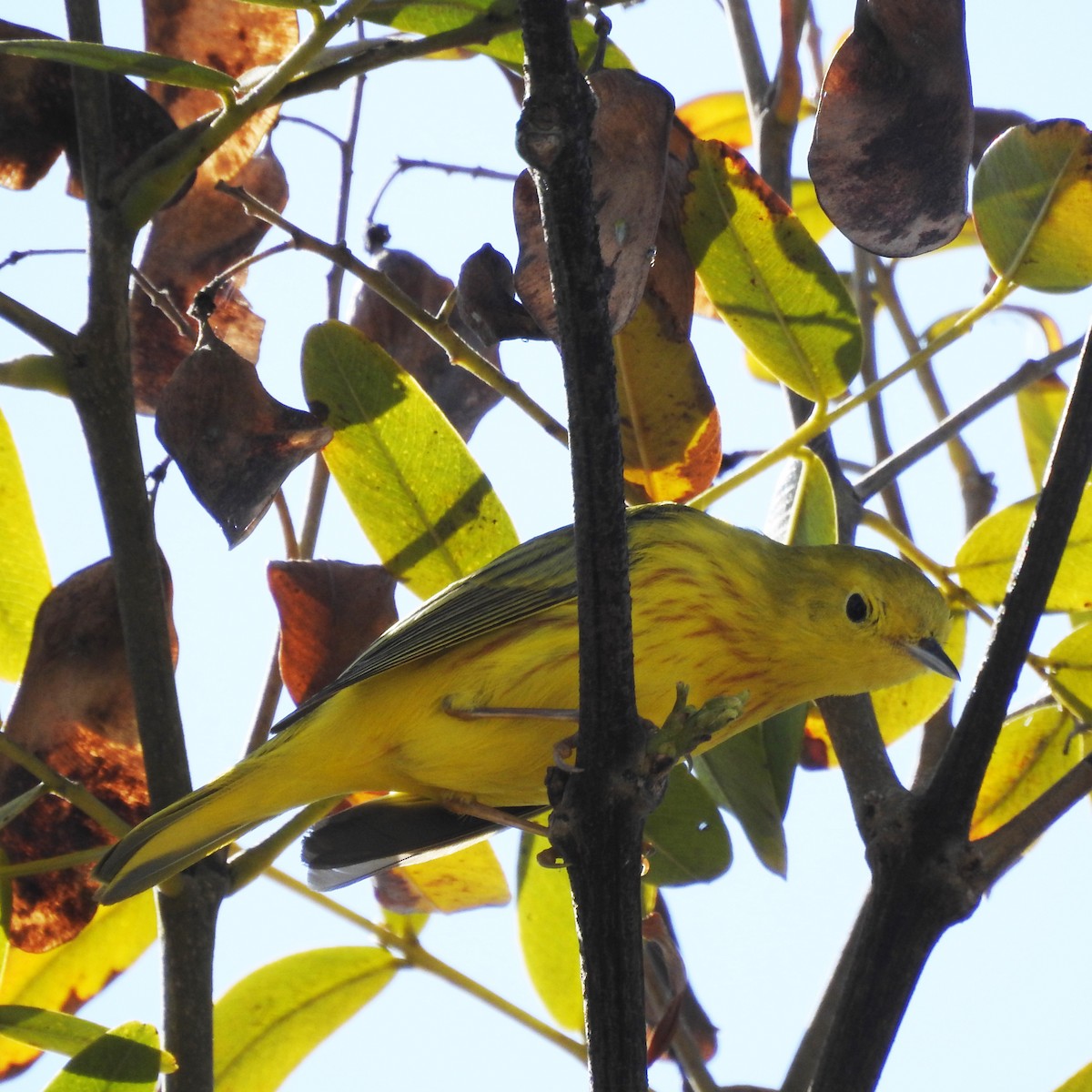 Yellow Warbler - ML153822831
