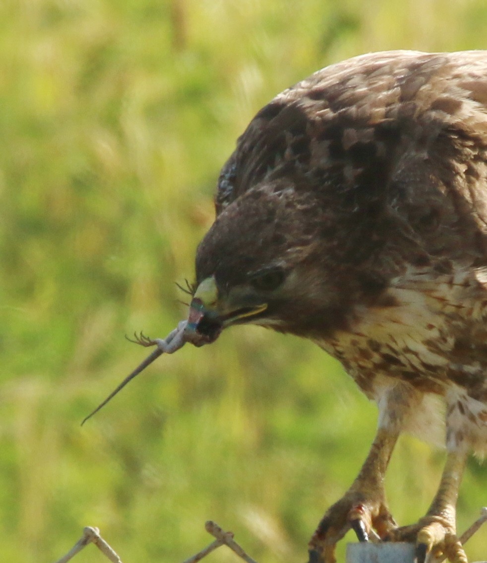 Red-tailed Hawk - ML153822961