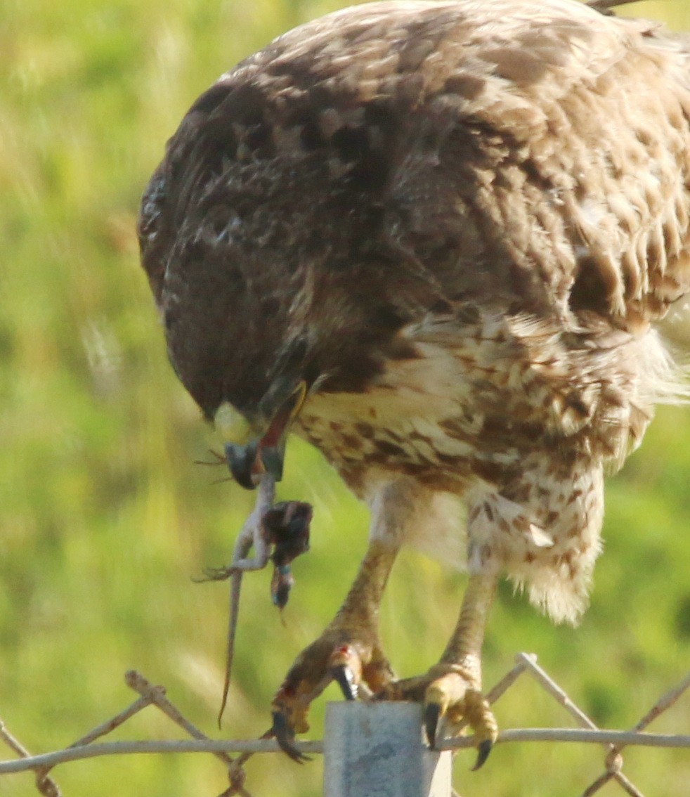 Red-tailed Hawk - ML153822971