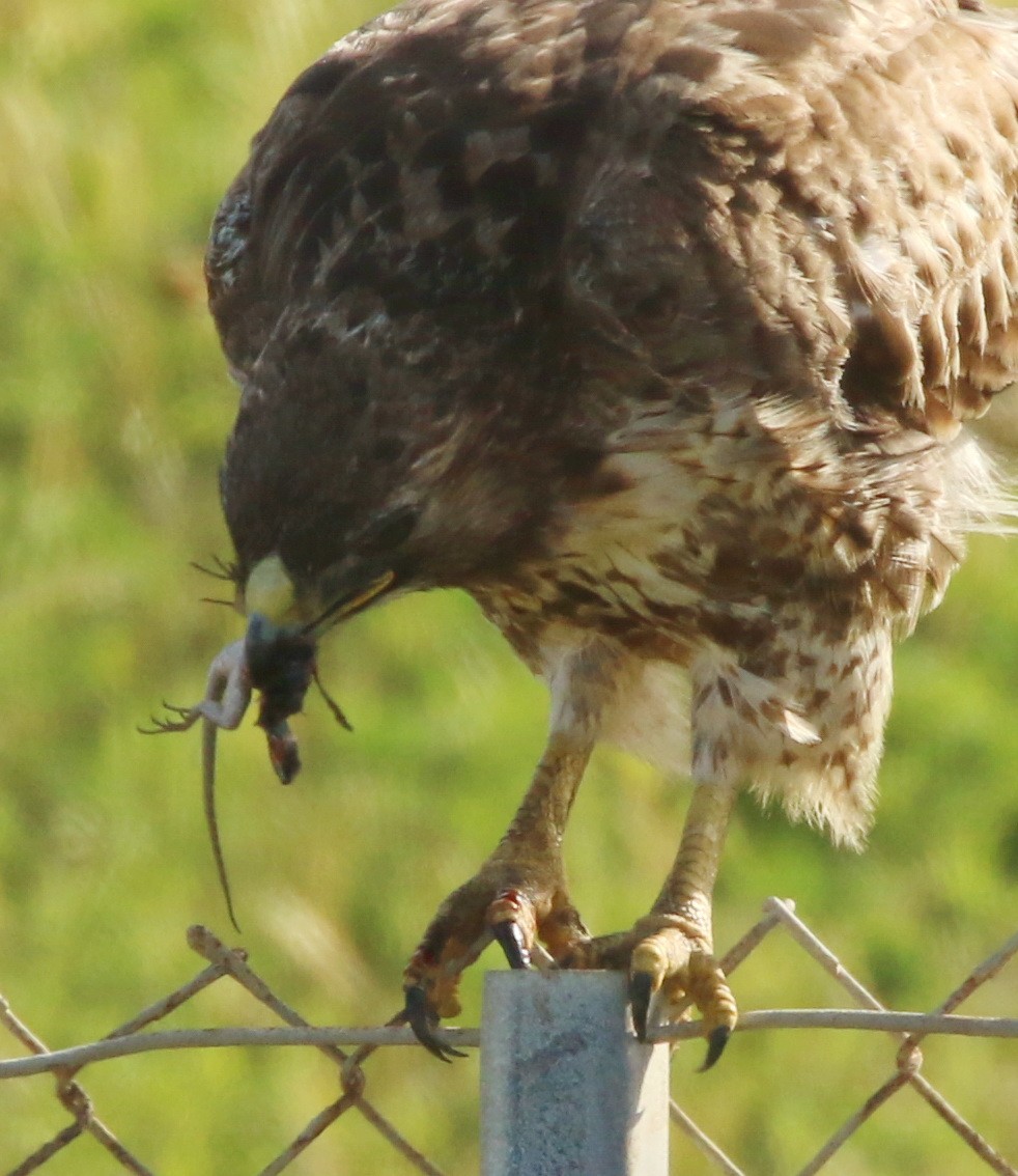 Red-tailed Hawk - ML153822991