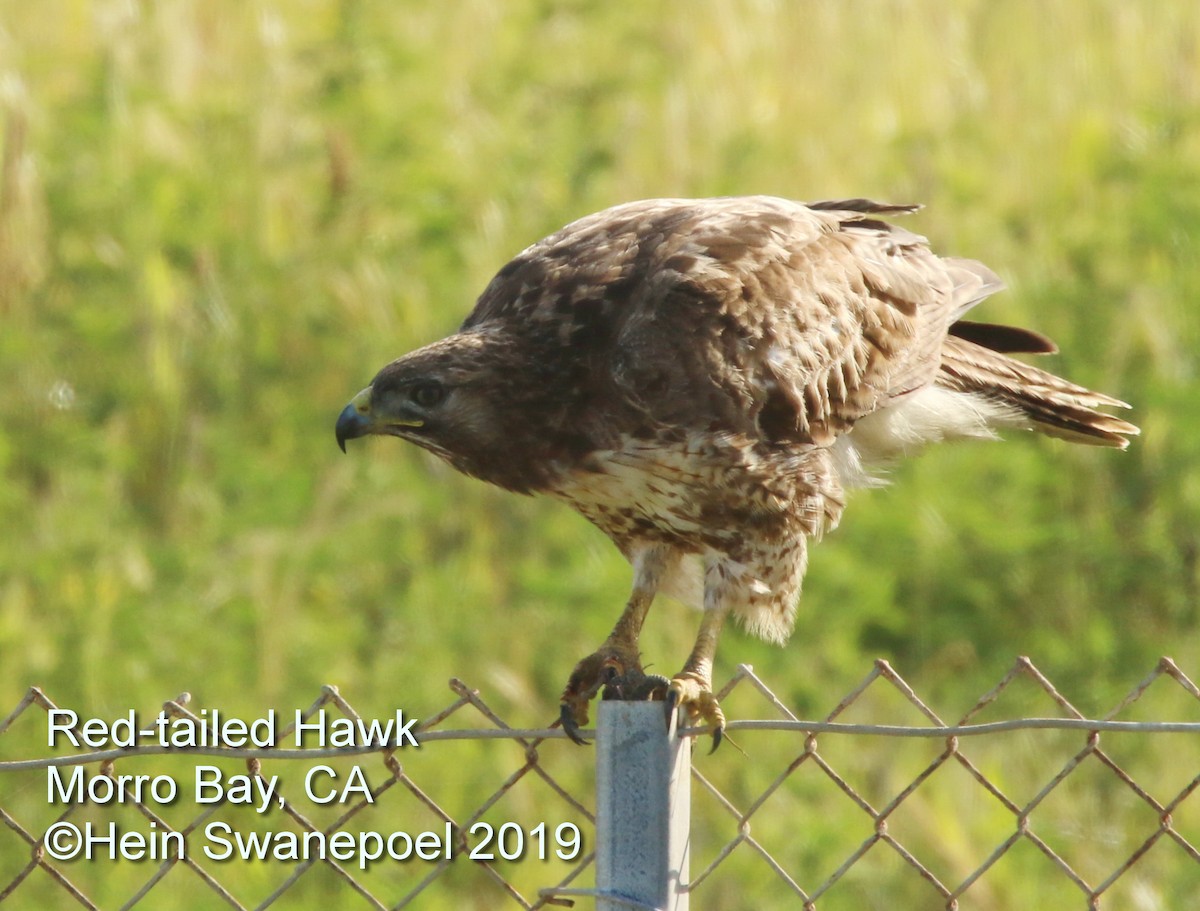 Red-tailed Hawk - ML153823031