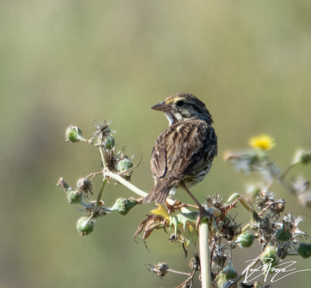 Savannah Sparrow (Belding's) - ML153823051