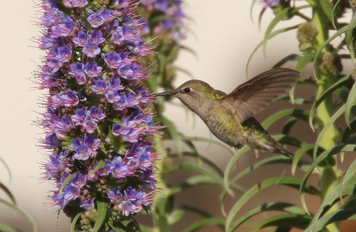 Anna's Hummingbird - ML153823131