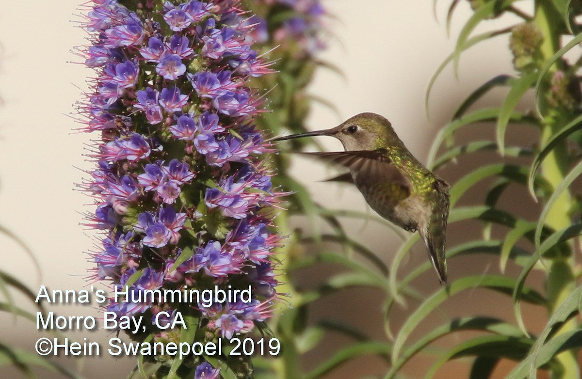 Anna's Hummingbird - ML153823141