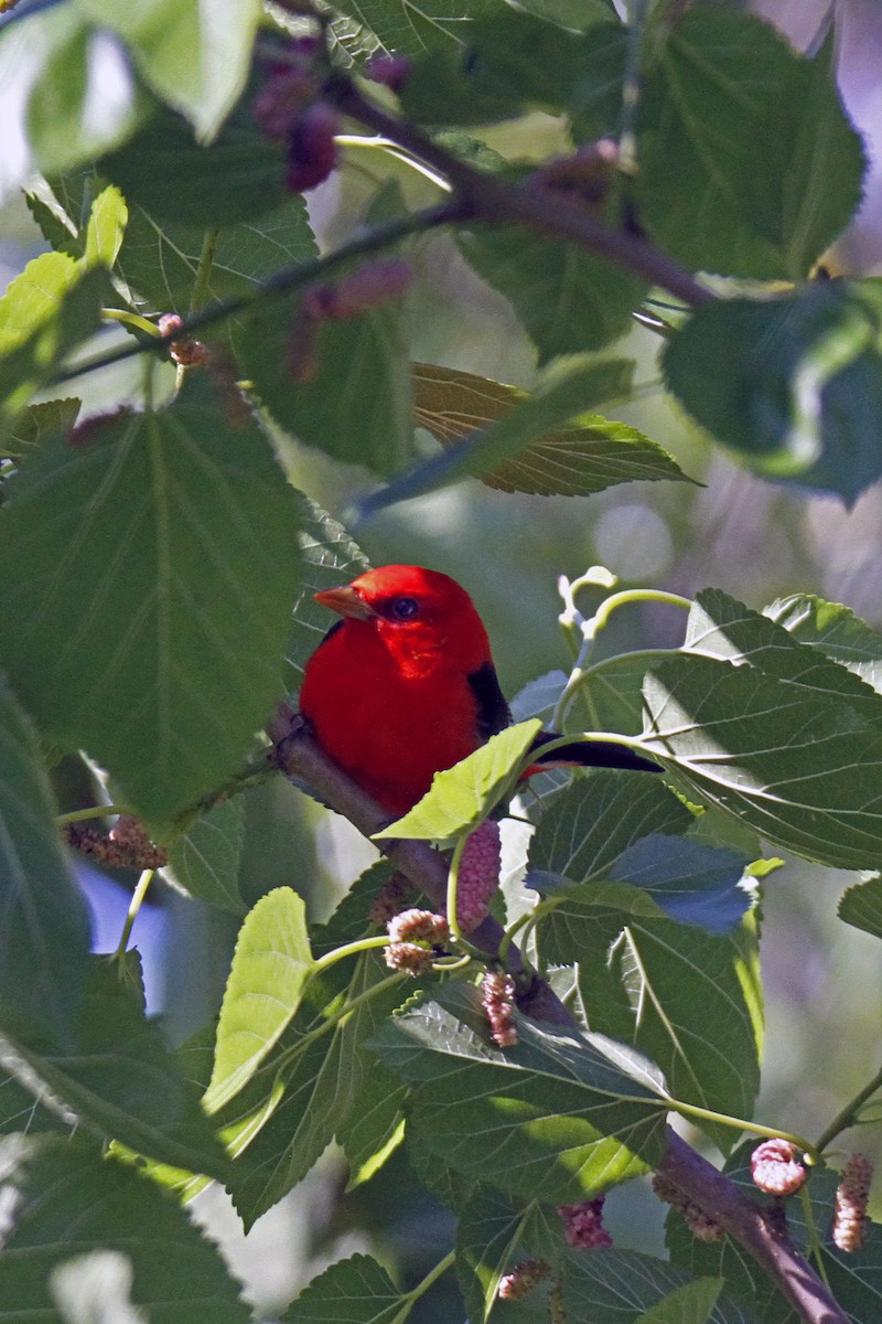 Scarlet Tanager - Connie Guillory